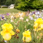Iris: Picking them & Planting Them